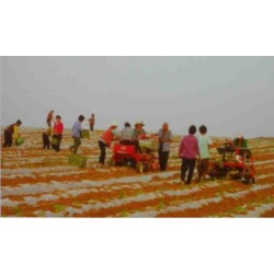 2-BIGDEL Motorlu kendi yürüyen Sebze fide dikim makinesi 1 sıralıü